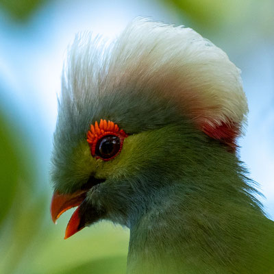 Portrait du Touraco de Ruspoli, Tauraco ruspolii