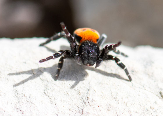 Eresus sp.