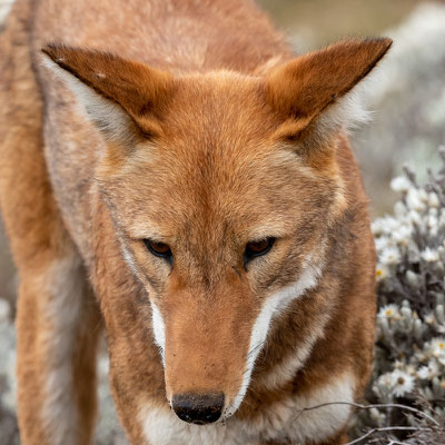 Loup d'Abyssinie, Canis simenso