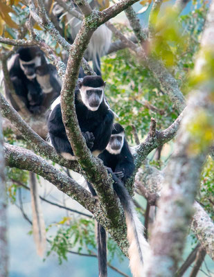 Colobe de Guéréza, Colobus guereza