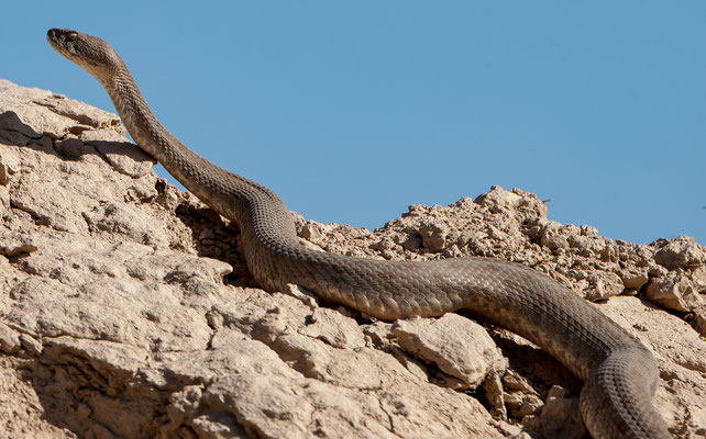 Levant viper,  Macrovipera lebetina, impressive snake! Golestan, Iran, may 2017