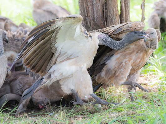 Curée de Vautour africain,  Gyps africanus et Vautour charognard, Necrosyrtes monachus