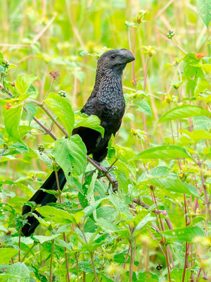 Smooth-billed Ani, Crotophaga ani. Only one observed during the trip