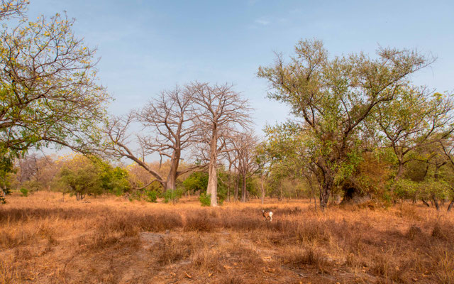 Soucouta forest