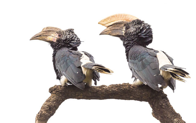 Silvery-cheeked Hornbill, Bycanistes brevis