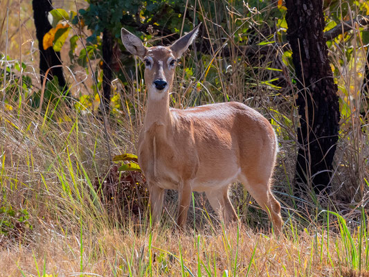 Cerf des Pampas, Ozotoceros bezoarticus