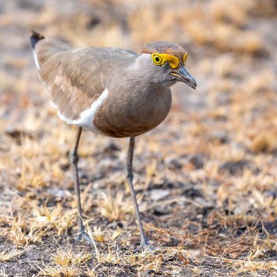 Vanneau à poitrine châtaine, Vanellus superciliosus