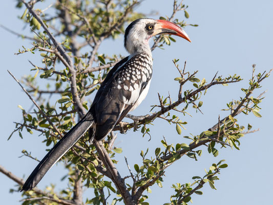 Calao du Ruaha, Tockus ruahae. Espèce endémique de la Tanzanie.