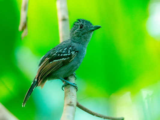 Batara à nuque noire, Thamnophilus atrinucha mâle