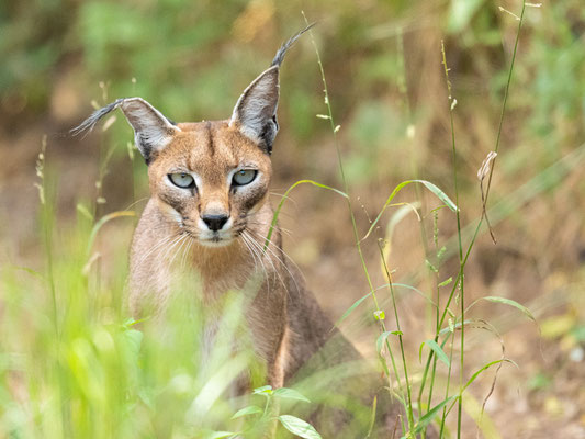  Caracal, Caracal caracal