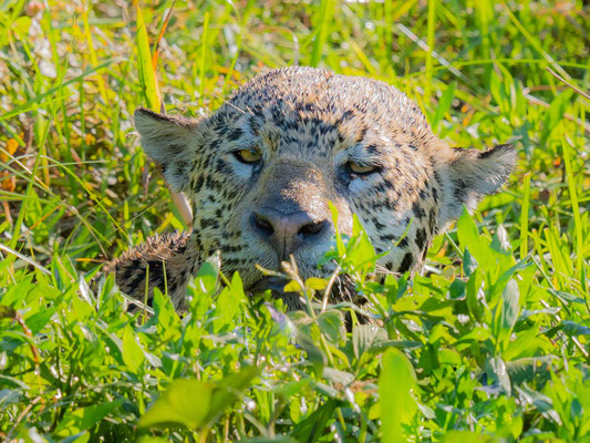  Jaguar, Panthera onca