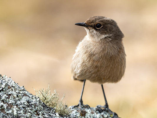 Traquet afro-alpin, Pinarochroa sordida