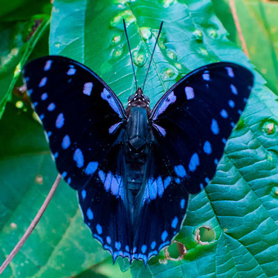 Charaxes ameliae