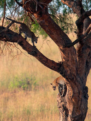 Léopard, Panthera pardus. Alors que nous pensions n'en voir qu'un seul, un deuxième est apparu. Probablement une mère et son jeune.