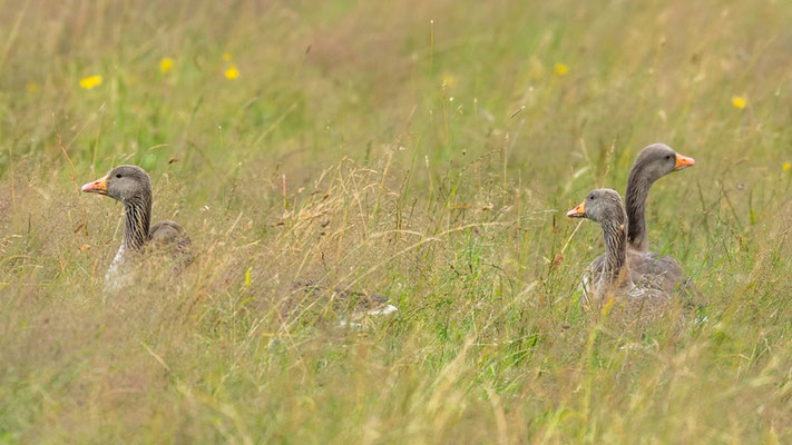 Greylag Goose, Anser anser