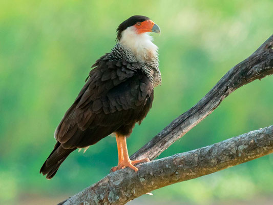 Caracara du Nord, Caracara cheriway