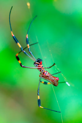 Nephila clavipes