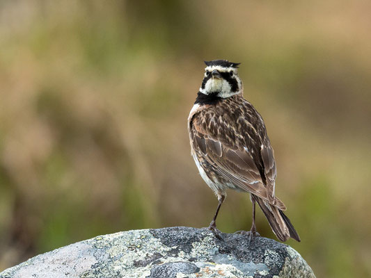 Alouette hausse-col, Eremophila alpestris