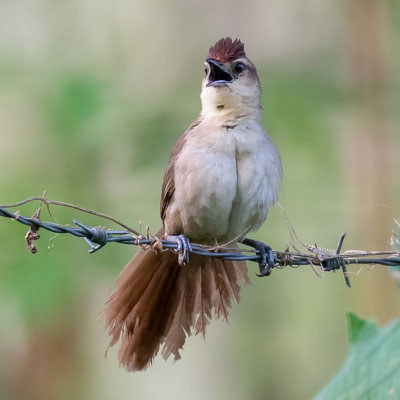 Rufous-fronted Thornbird, Phacellodomus rufifrons