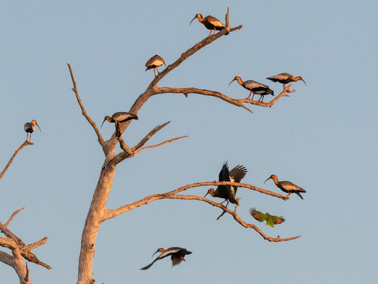 Buff-necked Ibis, Theristicus caudatu