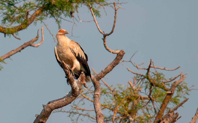 Palmiste africain, Gypohierax angolensis