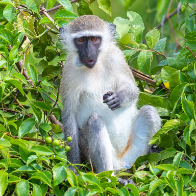 Vervet (bleu), Chlorocebus pygerytrhus