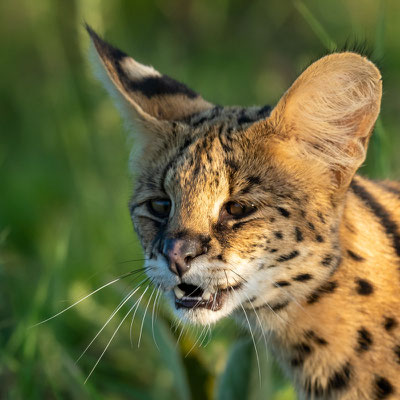 Serval portrait series, Leptailurus serval