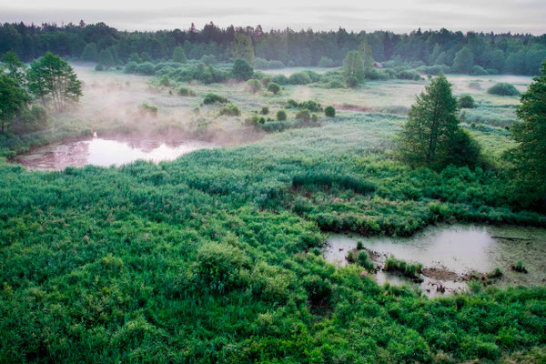 Vue depuis une tour en hauteur à Bialowieza