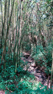 Forêt de bambous à Mgahinga