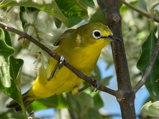 Zostérops d'Abyssinie, Zosterops abyssinicus