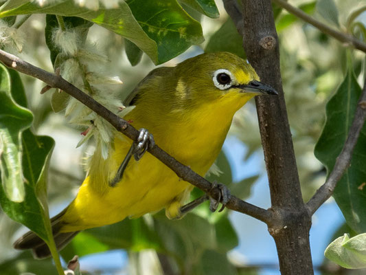 Zostérops d'Abyssinie, Zosterops abyssinicus