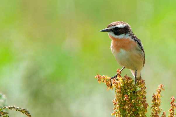 Tarier des prés, Saxicola rubetra