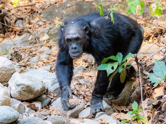 Chimpanzé, Pan troglodytes