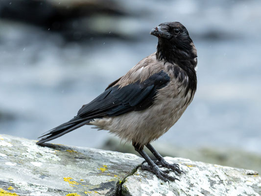 Hooded Crow, Corvus cornix