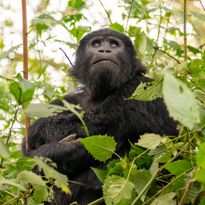 Gorille des montagnes, Gorilla beringei beringei 