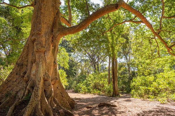 Bishangari semi-deciduous forest. 