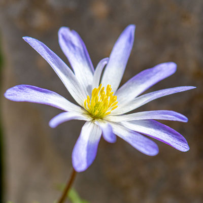 Probable , Anémone de Grèce, Anemone blanda