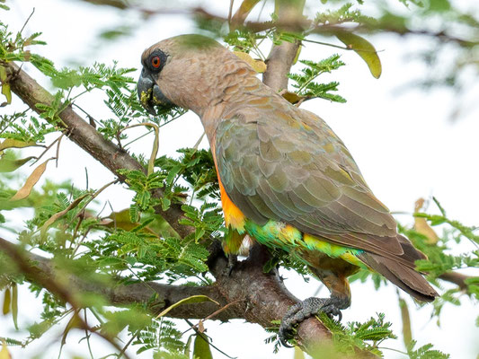 Perroquet à ventre rouge,  Poicephalus rufiventris