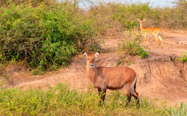 Femelles Cobe à croissant, Kobus ellipsiprymnus et Cobe de l'Ouganda, Kobus kob thomasi