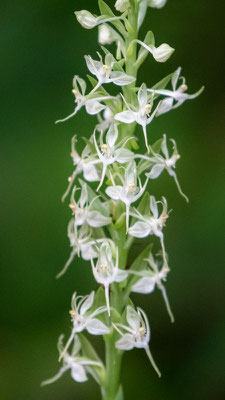 Habenaria sp. , Orchidaceae