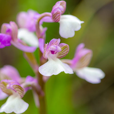 Orchis de Syrie, Anacamptis morio subsp. syriaca