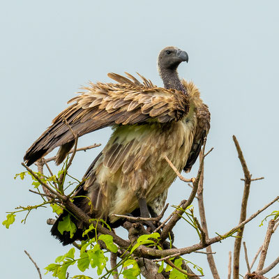 Vautour africain,  Gyps africanus 