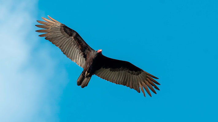 Urubu à tête rouge, Cathartes aura