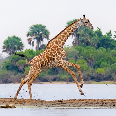 Masai giraffe, Giraffa tippelskirchii
