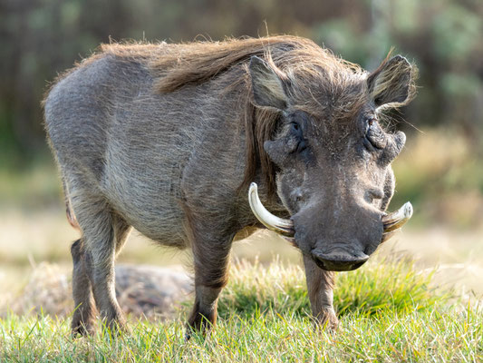 Phacochère commun, Phacochoerus africanus 