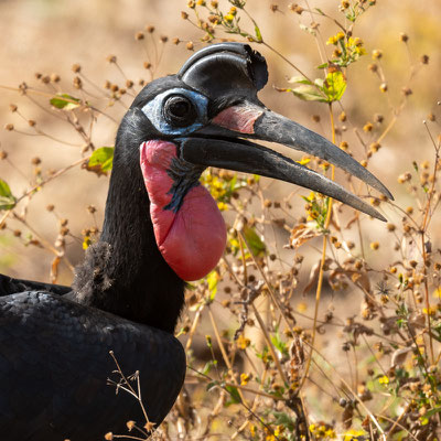 Bucorve d'Abyssinie, Bucorvus abyssinicus