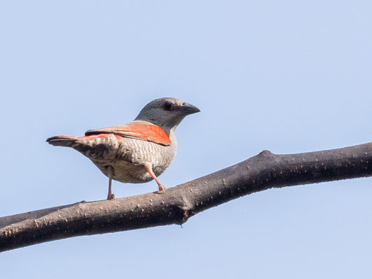 Beaumarquet aurore,  Pytilia phoenicoptera