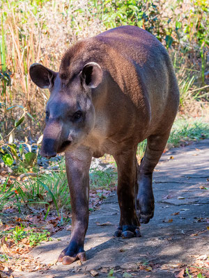 Tapir du Brésil, Tapirus terrestris