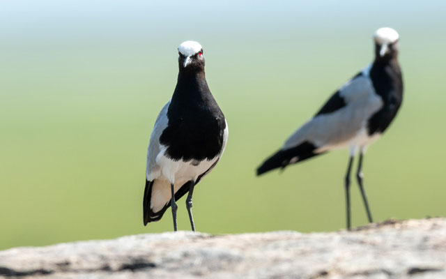 Blacksmith Lapwing, Vanellus armatus