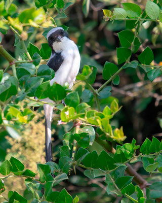 Pie-grièche à dos gris, Lanius excubitoroides